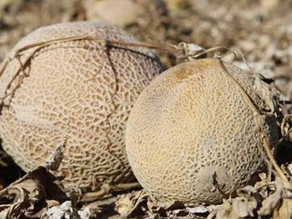 Melons were left to rot in the field at Jensen Farms after it was identified as the source of a fatal listeria outbreak. Melons were left to rot in the field at Jensen Farms after it was identified as the source of a fatal listeria outbreak.