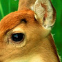 Hope: A Tragedy book cover detail Hope: A Tragedy book cover detail