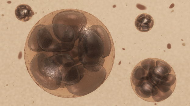 Less may be more when it comes to the number of embryos for in vitro fertilization. Less may be more when it comes to the number of embryos for in vitro fertilization.