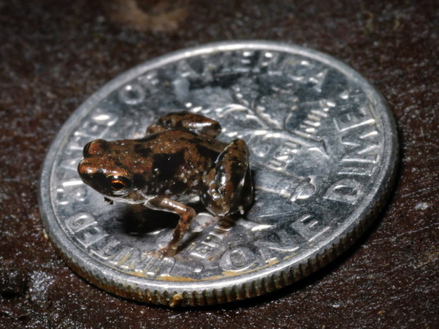 The tiny frog called Paedophryne amauensis, sitting on a dime.