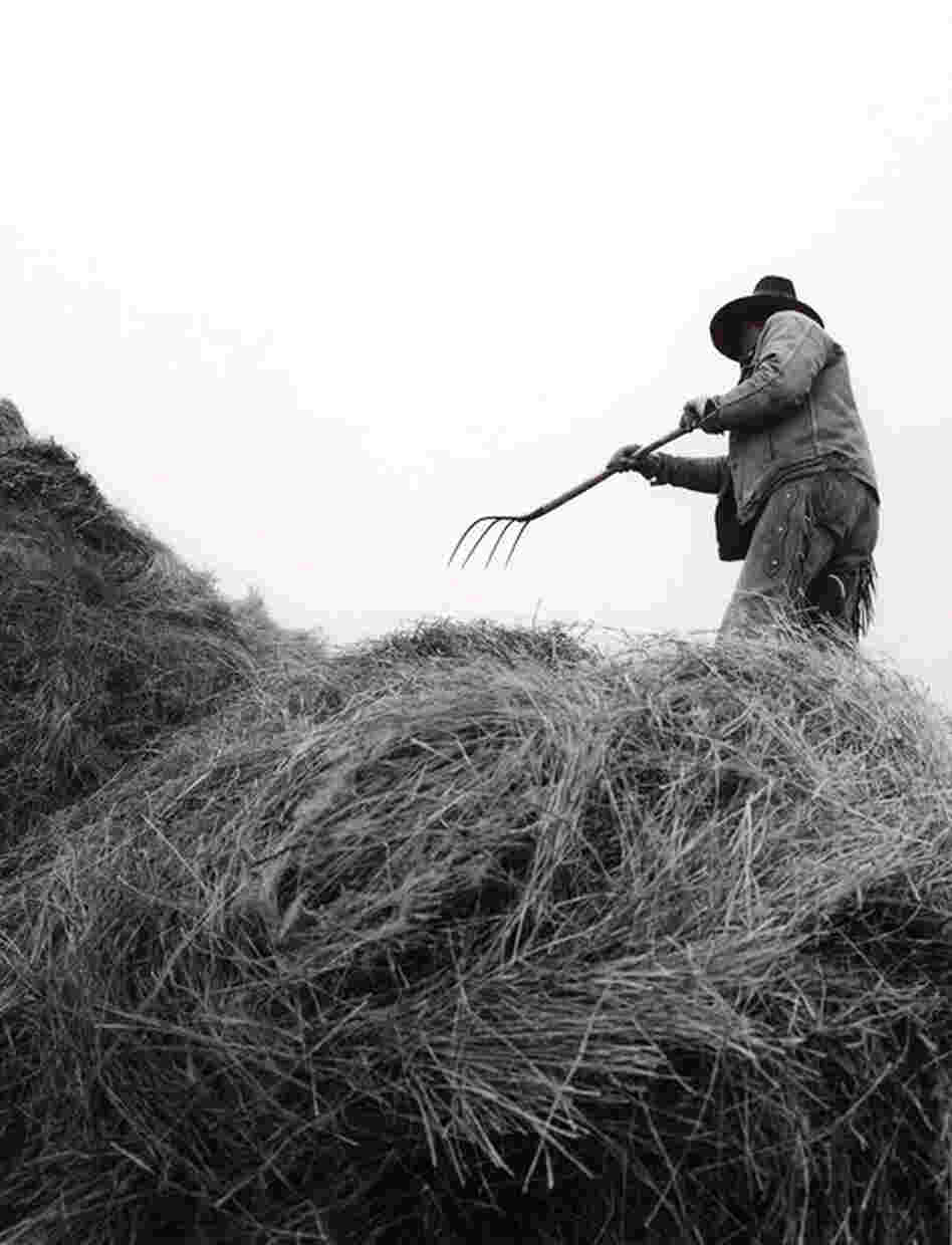 Pitching Hay, Burns, Colo., 2010