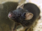 New advice on housing lab rodents has left research centers confused about compliance and worried about the costs. New advice on housing lab rodents has left research centers confused about compliance and worried about the costs.