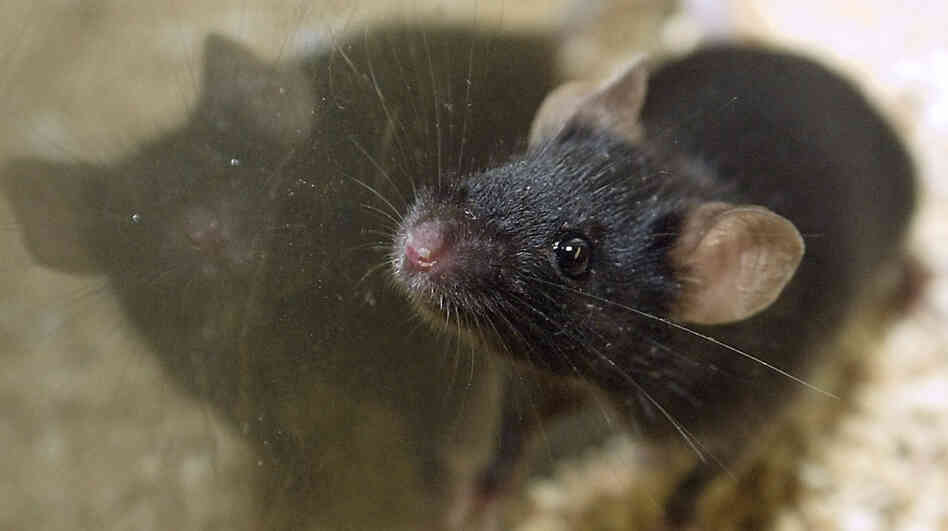 New advice on housing lab rodents has left research centers confused about compliance and worried about the costs. New advice on housing lab rodents has left research centers confused about compliance and worried about the costs.