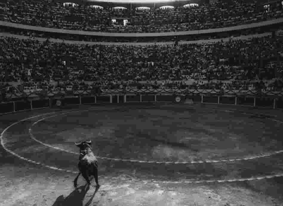 From the series Los Torros From the series Los Torros