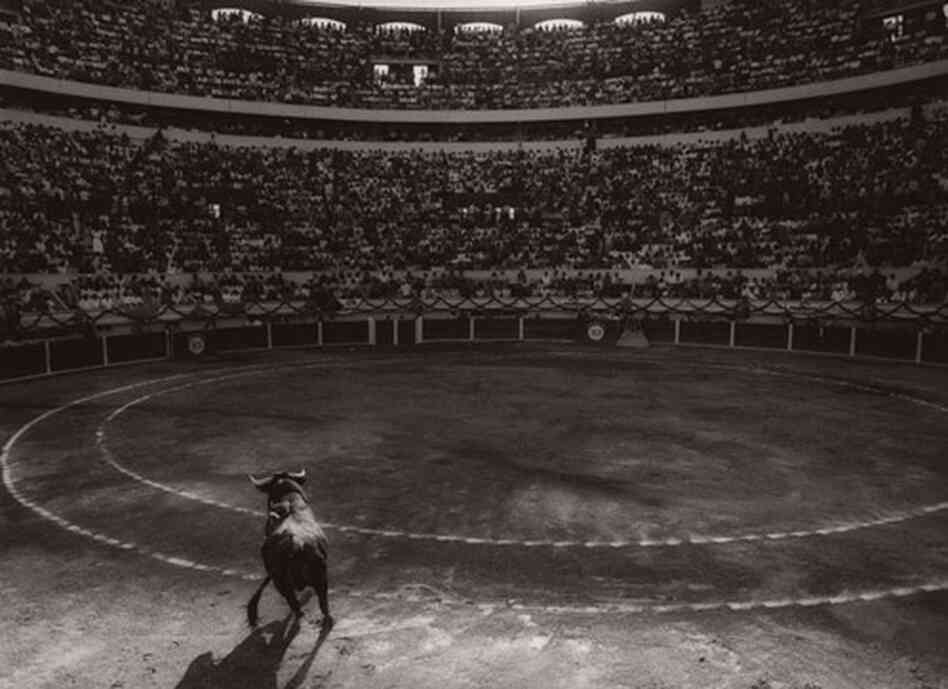 From the series Los Torros From the series Los Torros
