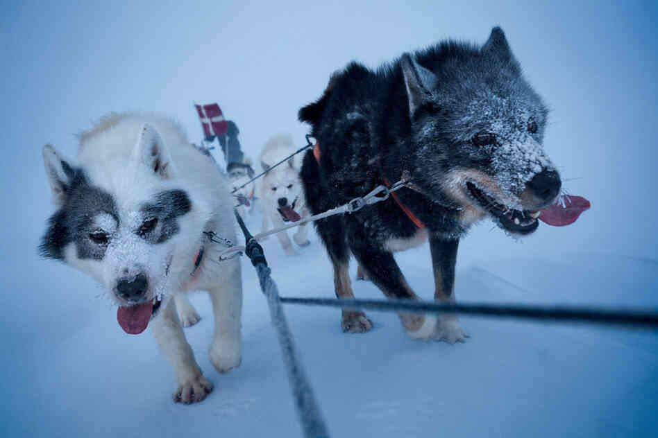 Setting out in the middle of winter, a dogsled team patrols northeastern Greenland.