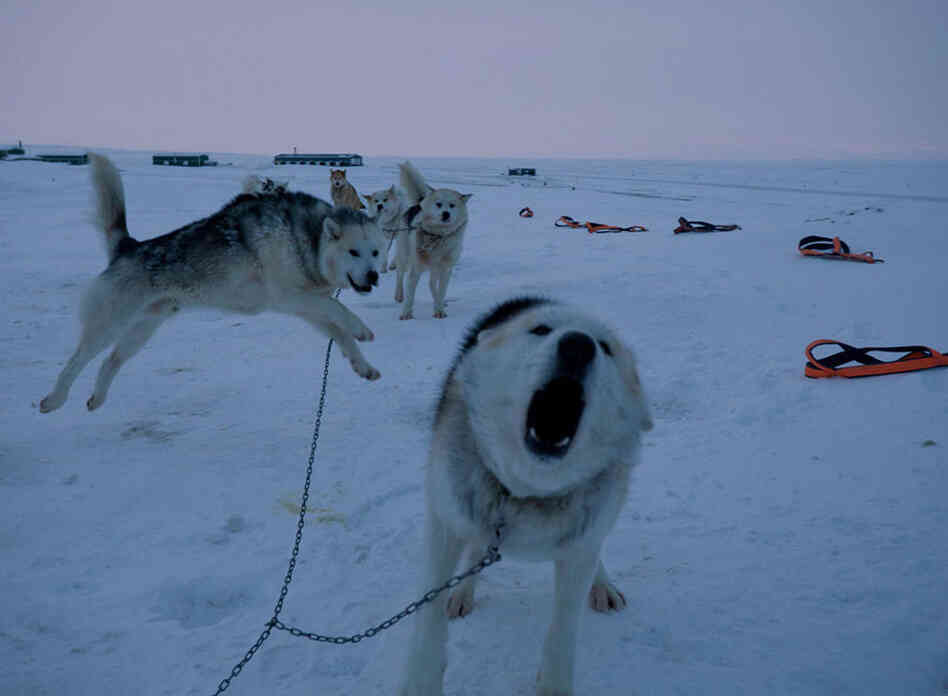 Obedient but with a wild streak, the sled dogs are actually eager to be harnessed and start patrolling. They've been specially bred by the Danish military during the past 60 years to thrive in Greenland's Arctic desert.