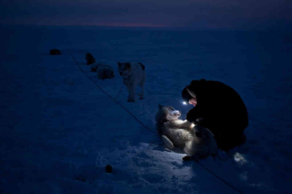 As a cold dusk settles over the camp, patroller Jesper Olsen inspects the dogs one by one for any injuries they might have sustained after pulling the sled across packed snow and ice for six hours.