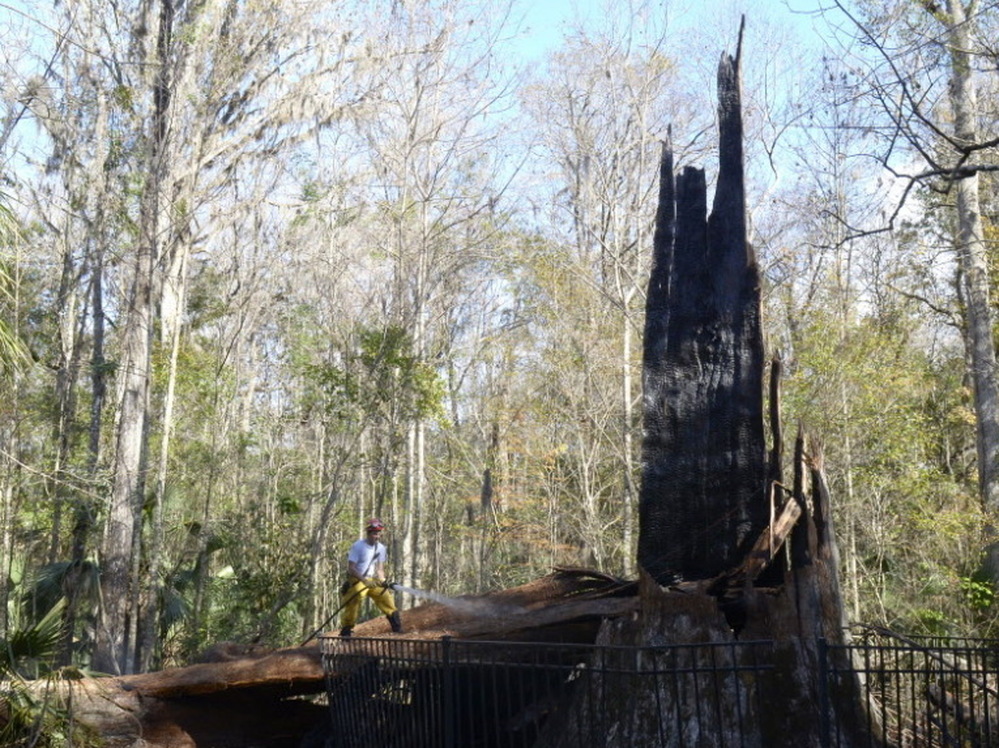 On Monday (Jan. 16, 2012) Seminole County firefighter Al Caballero applied water to the smoldering base of The Senator. 