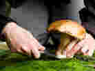 The Shroom With A View: Mushrooms are fleshy, spore-bearing fruiting bodies found all over the world. They can grow in practically any environment with moisture. The Shroom With A View: Mushrooms are fleshy, spore-bearing fruiting bodies found all over the world. They can grow in practically any environment with moisture.