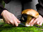 The Shroom With A View: Mushrooms are fleshy, spore-bearing fruiting bodies found all over the world. They can grow in practically any environment with moisture. 
