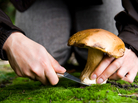 The Shroom With A View: Mushrooms are fleshy, spore-bearing fruiting bodies found all over the world. They can grow in practically any environment with moisture. The Shroom With A View: Mushrooms are fleshy, spore-bearing fruiting bodies found all over the world. They can grow in practically any environment with moisture.