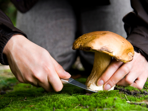The Shroom With A View: Mushrooms are fleshy, spore-bearing fruiting bodies found all over the world. They can grow in practically any environment with moisture. 