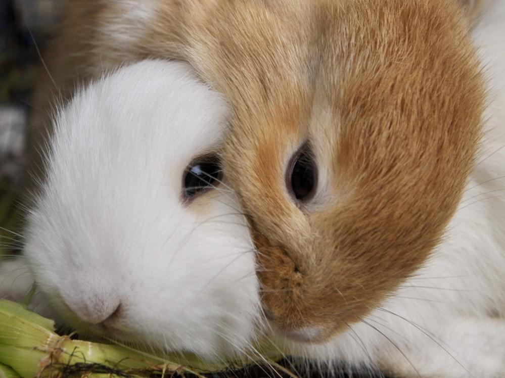 Two rabbits for sale in Indonesia.
