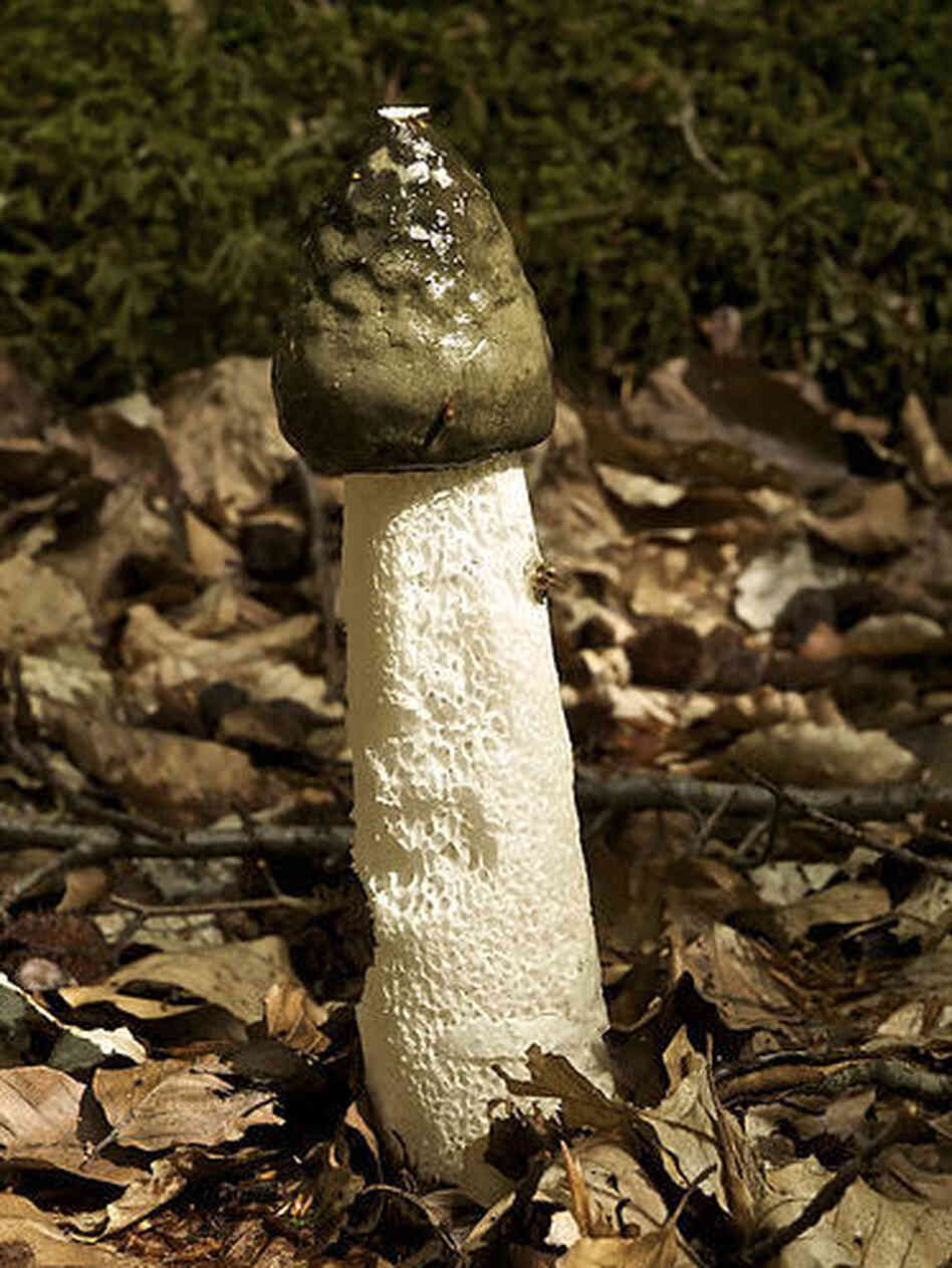 The Phallus impudicus is also called the common stinkhorn. It smells like a dead animal, but is not poisonous. The Phallus impudicus is also called the common stinkhorn. It smells like a dead animal, but is not poisonous.