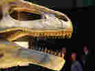 Sometimes the fossil record comes with teeth: Mapusaurus roseae on display in the "Dinosaurs of Gondwana" exhibit in 2009 at the National Museum of Nature and Science in Tokyo.