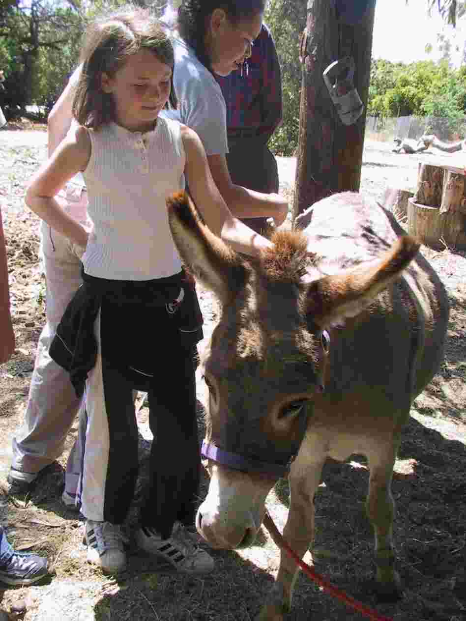 Two donkeys, cared for by the community, live on Witt's property. The donkeys attract daily visits from children, in part because one of the animals was the model for the Donkey character in the Shrek movies. 