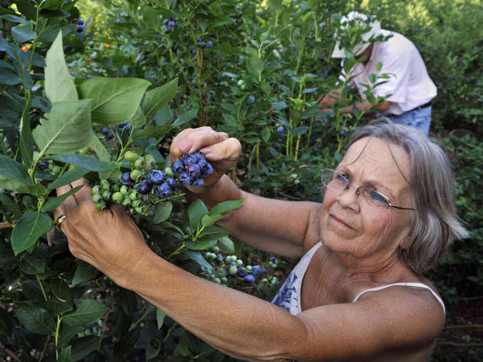 In the summer, Shirley and Ewald August grow blueberries at their Windsor Mill, Md., farm and sell at Baltimore farmers markets.