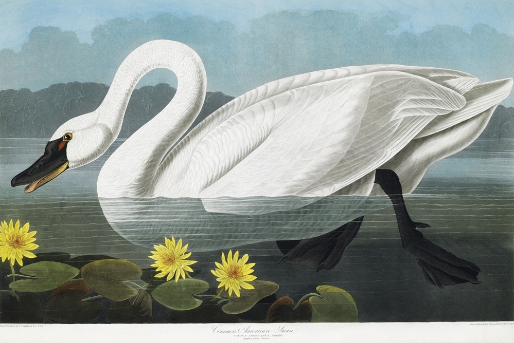 One of the 400 engraved images in the Audubon set: a Common American Swan.