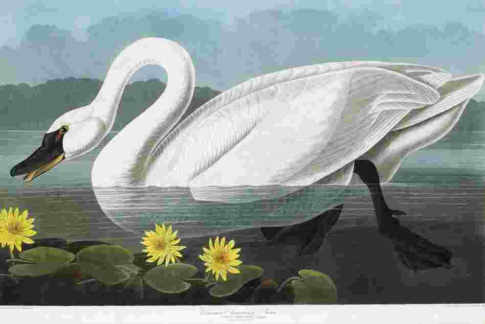 One of the 400 engraved images in the Audubon set: a Common American Swan.