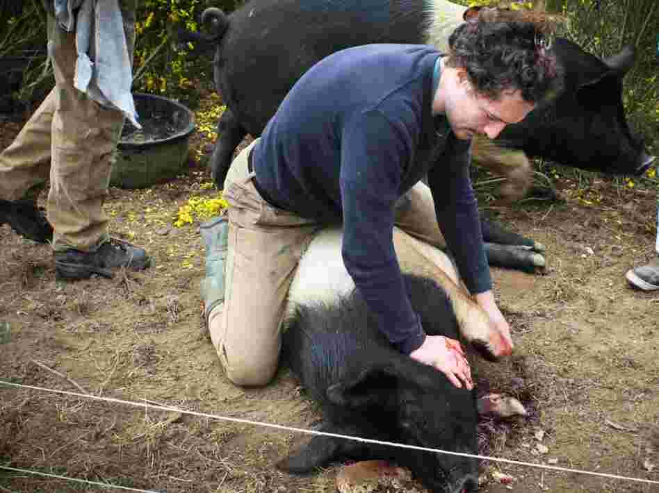 Andrew Plotsky, 24, takes down a pig to be butchered.