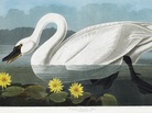 One of the 400 engraved images in the Audubon set: a Common American Swan. One of the 400 engraved images in the Audubon set: a Common American Swan.