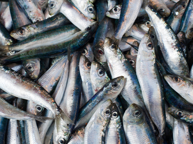 Sustainably caught fish are no longer found just at fancy fishmongers. (iStockPhoto.com)