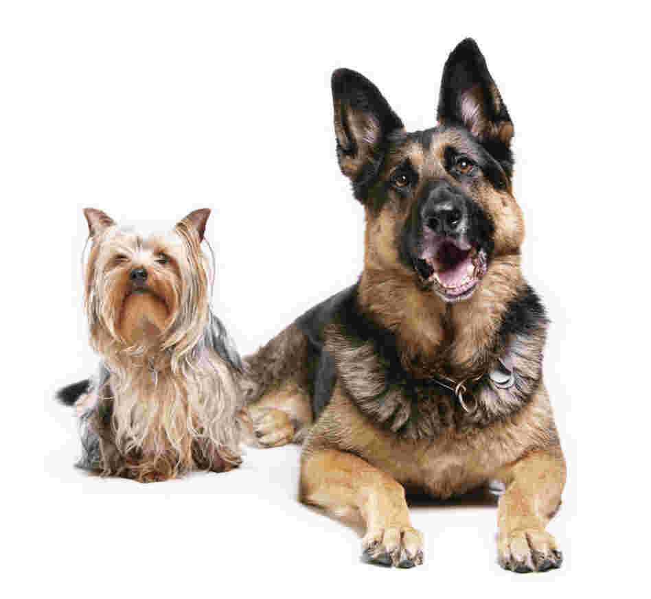 The difference between these two dogs is not as great as you think. New research shows almost all physical traits in dogs are controlled by just a few genes. The difference between these two dogs is not as great as you think. New research shows almost all physical traits in dogs are controlled by just a few genes.