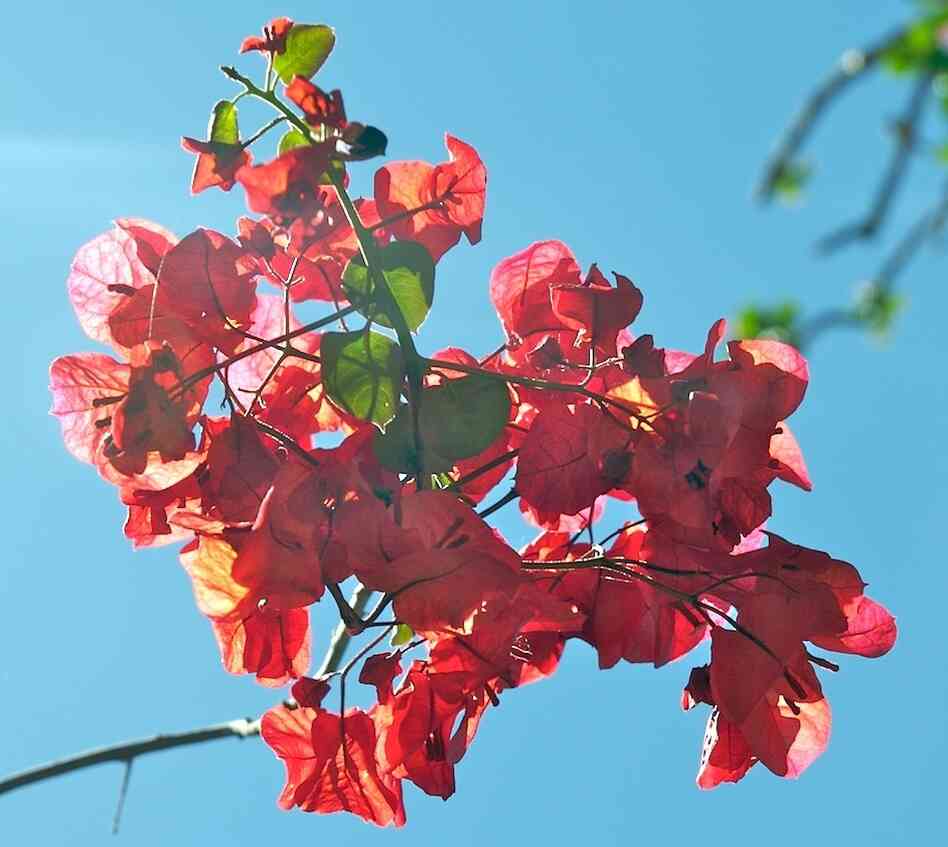 Bourgainvillaea
