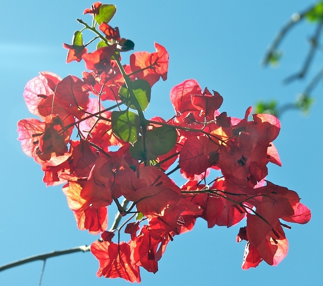 Bourgainvillaea