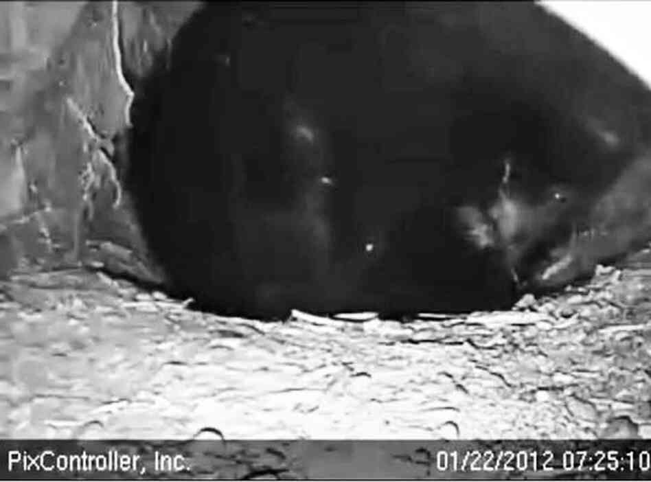 Jewel cleans her cub shortly after giving birth.