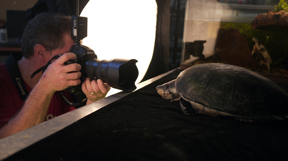 Photographer Joel Sartore captures a big-headed Amazon river turtle at the National Aquarium in Baltimore.