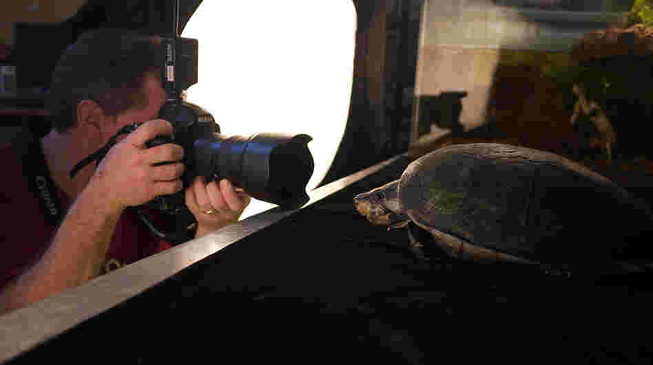 Photographer Joel Sartore captures a big-headed Amazon river turtle at the National Aquarium in Baltimore.