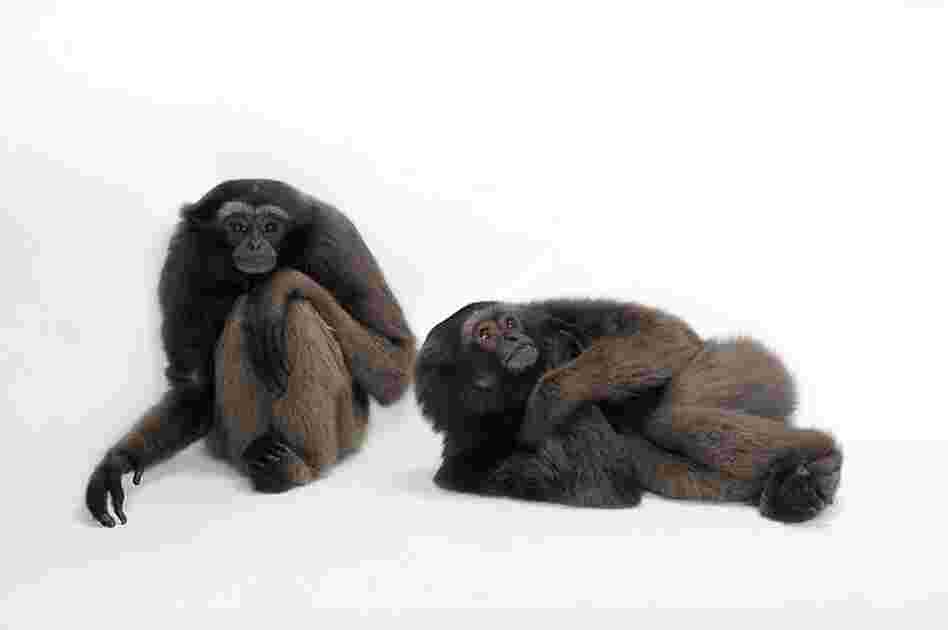 Sartore uses an anecdote of the gray gibbons he shot recently at the Miller Park Zoo in Illinois. They're on the verge of being "phased out." There are too few in captivity to continue propagation — and too few in the wild to bring in. Sartore uses an anecdote of the gray gibbons he shot recently at the Miller Park Zoo in Illinois. They're on the verge of being "phased out." There are too few in captivity to continue propagation — and too few in the wild to bring in.