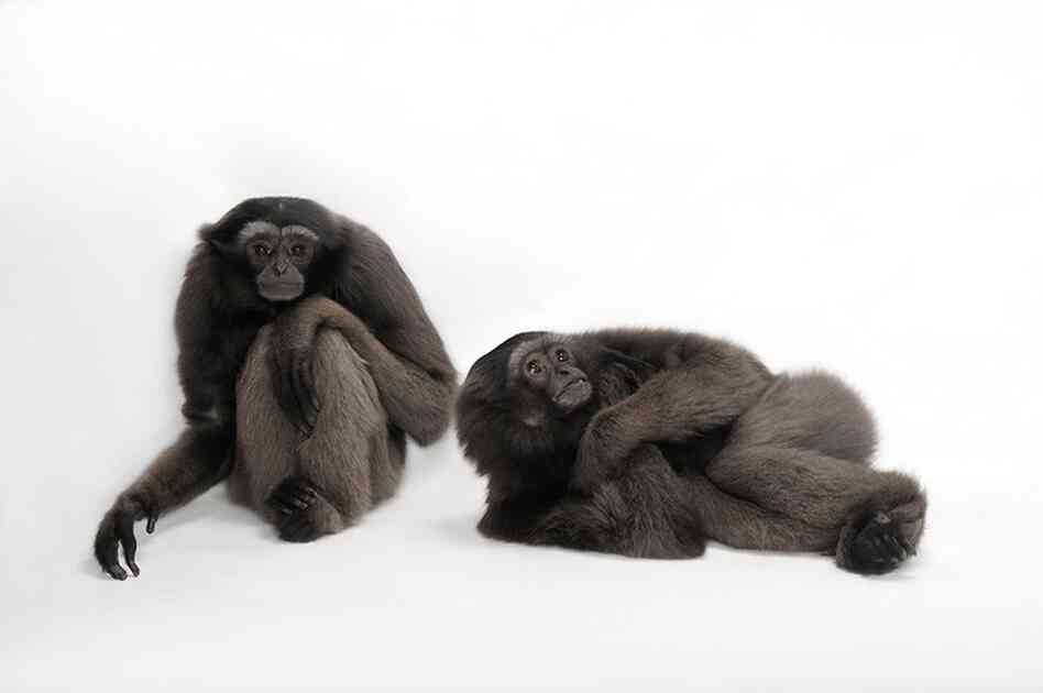 Sartore uses an anecdote of the gray gibbons he shot recently at the Miller Park Zoo in Illinois. They're on the verge of being "phased out." There are too few in captivity to continue propagation — and too few in the wild to bring in. Sartore uses an anecdote of the gray gibbons he shot recently at the Miller Park Zoo in Illinois. They're on the verge of being "phased out." There are too few in captivity to continue propagation — and too few in the wild to bring in.