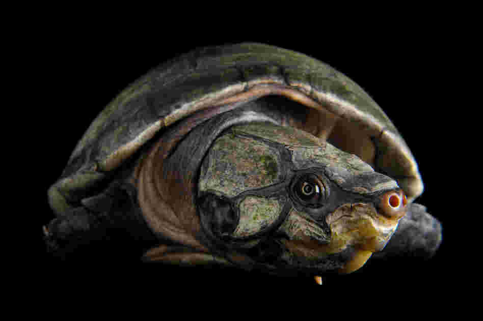 A big-headed Amazon river turtle (Peltocephalus dumerilianus) at the National Aquarium in Baltimore, Md.