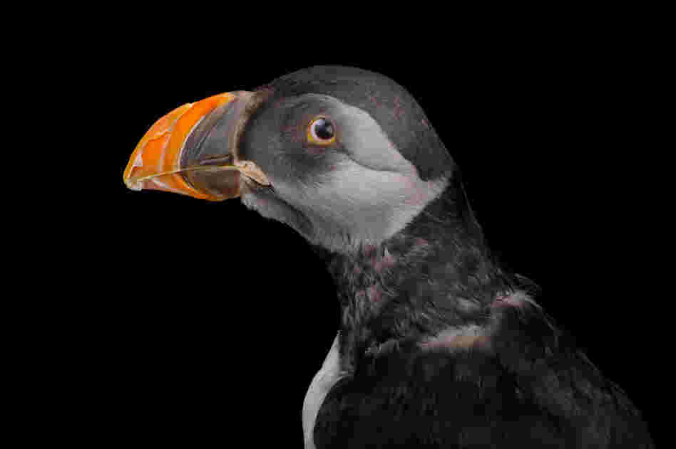 An Atlantic puffin (Fratercula arctica) in winter plumage at the National Aquarium in Baltimore.