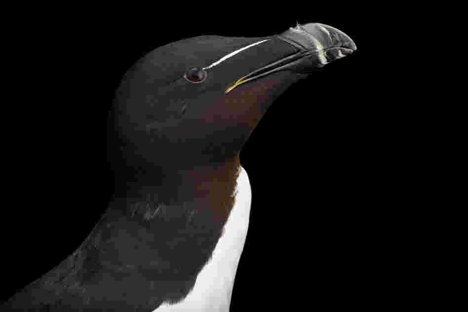 A razorbill (Alca torda) in summer plumage at the National Aquarium in Baltimore.
