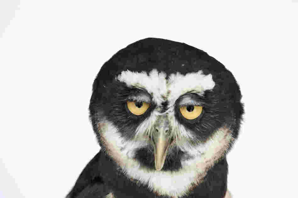 A spectacled owl (Pulsatrix perspicillata).