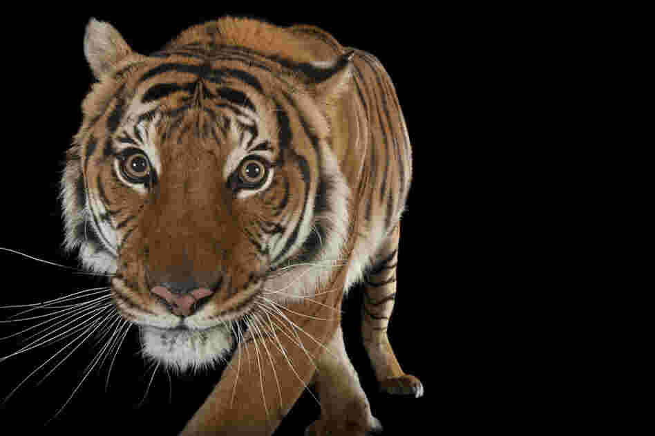 An endangered Malayan tiger (Panthera tigris jacksoni) at the Omaha Zoo in Nebraska.
