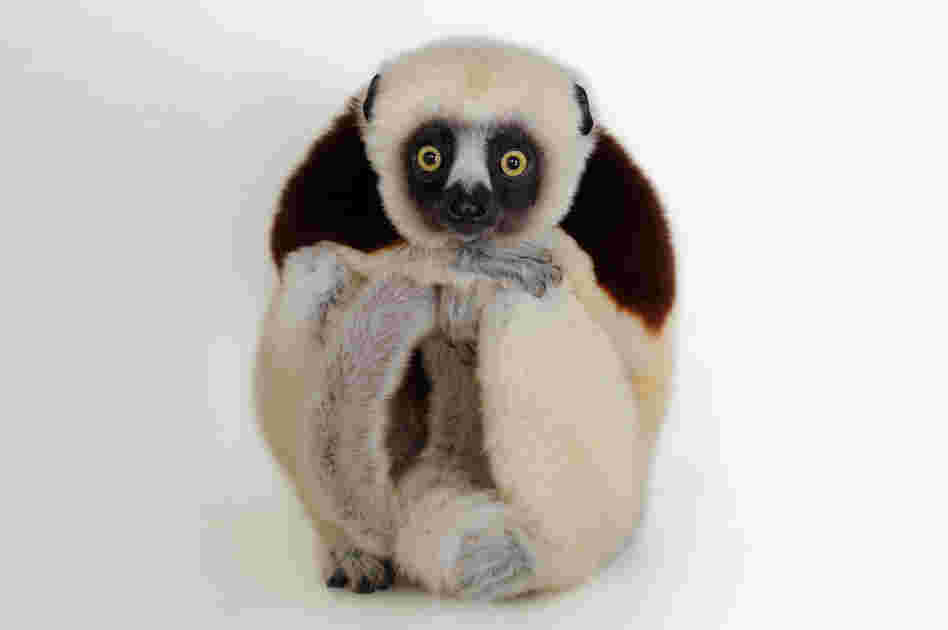 Coquerel's sifaka (Propithecus coquereli) at the Houston Zoo in Texas.