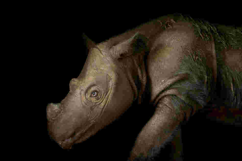 Harapan, a four-year-old male Sumatran rhino (Dicerorhinus sumatrensis), at White Oak Conservation Center in Florida.
