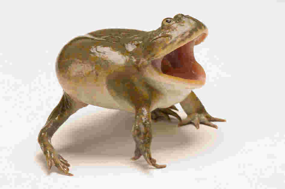 Budgett's frog (Lepidobatrachus laevis) at the National Aquarium in Baltimore.
