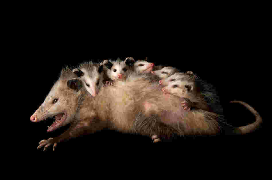 An opossum (Didelphis virginiana) with babies.