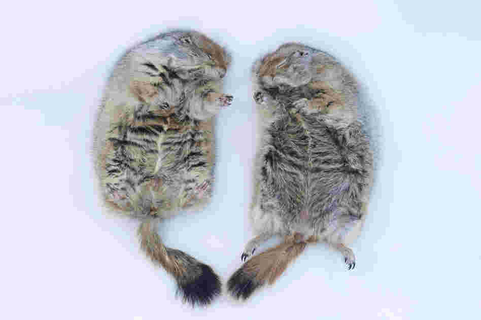 Portrait of hibernating arctic ground squirrels (Spermophilus parryii) at the University of Alaska in Fairbanks.