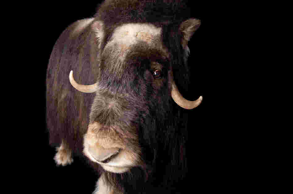 A musk ox (Ovibos moschatus) at the University of Alaska.