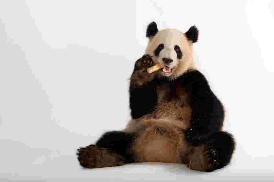 A giant panda (Ailuropoda melanoleuca) at Zoo Atlanta.