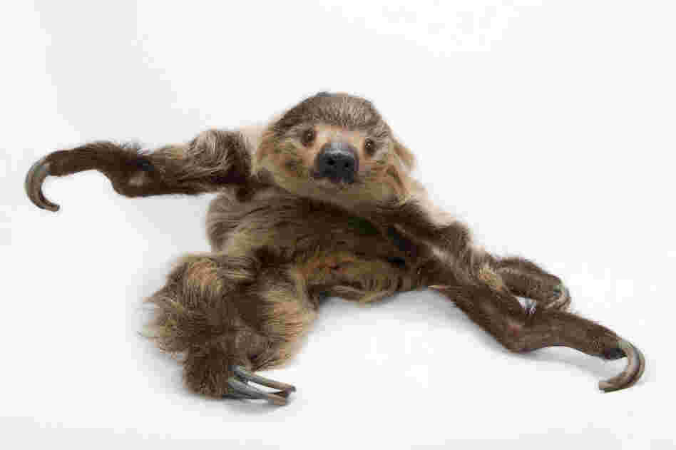 A Linne's two-toed sloth (Choloepus didactylus).