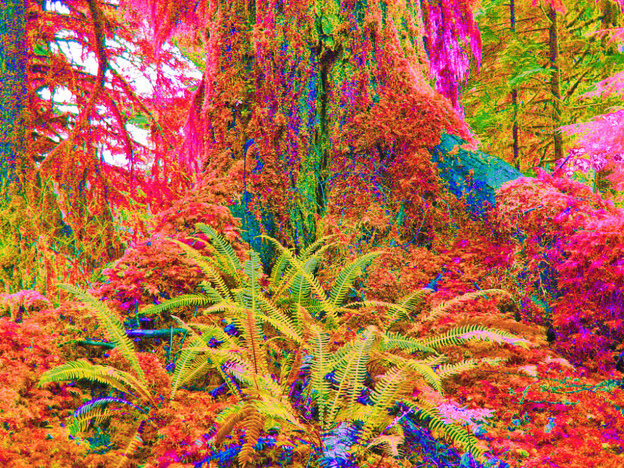 This could be your forest on psilocybin.