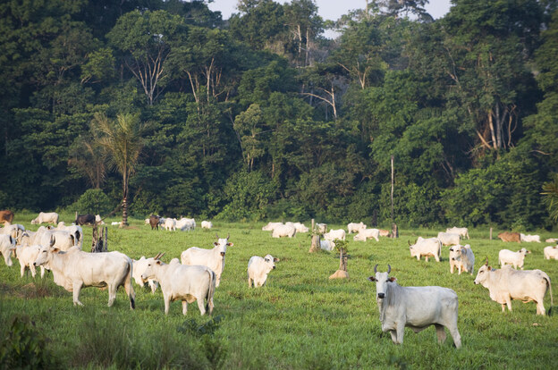 Should our growing understanding of pre-Columbian  settlements in the Amazon have any bearing on the debate over the region's development today?